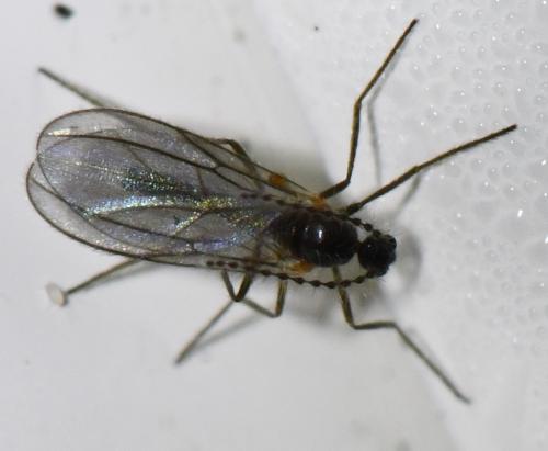 Réf. 315 781 : Lestremiinae inconnu